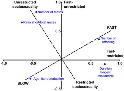 A Double-Track Pathway to Fast Strategy in Humans and Its Personality Correlates
